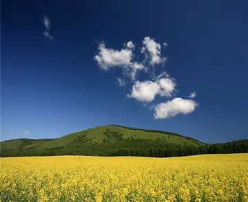 独特的风景作文（《美丽的风景》）