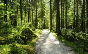 清晨的风景作文（《难忘的风景》）