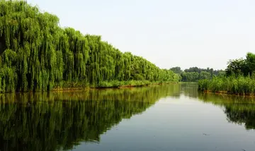 田园的风景作文（《难忘的风景》）