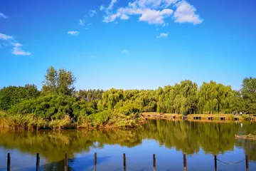 田园的风景作文（《家乡的风景》）