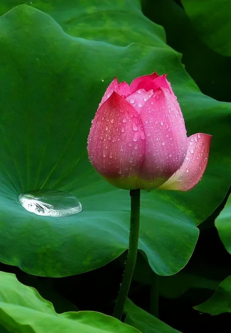 听雨赏雨古诗词古句（十二首听雨的诗词）