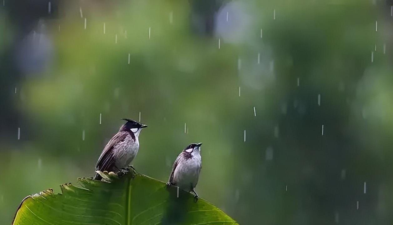 听雨赏雨古诗词古句（十二首听雨的诗词）