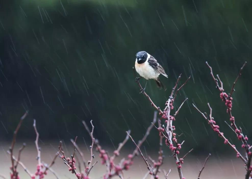 听雨诗词古句大全鉴赏（听雨诗词27首）