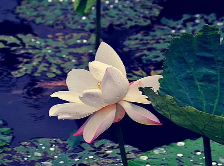 听雨诗词古句大全鉴赏（听雨诗词27首）