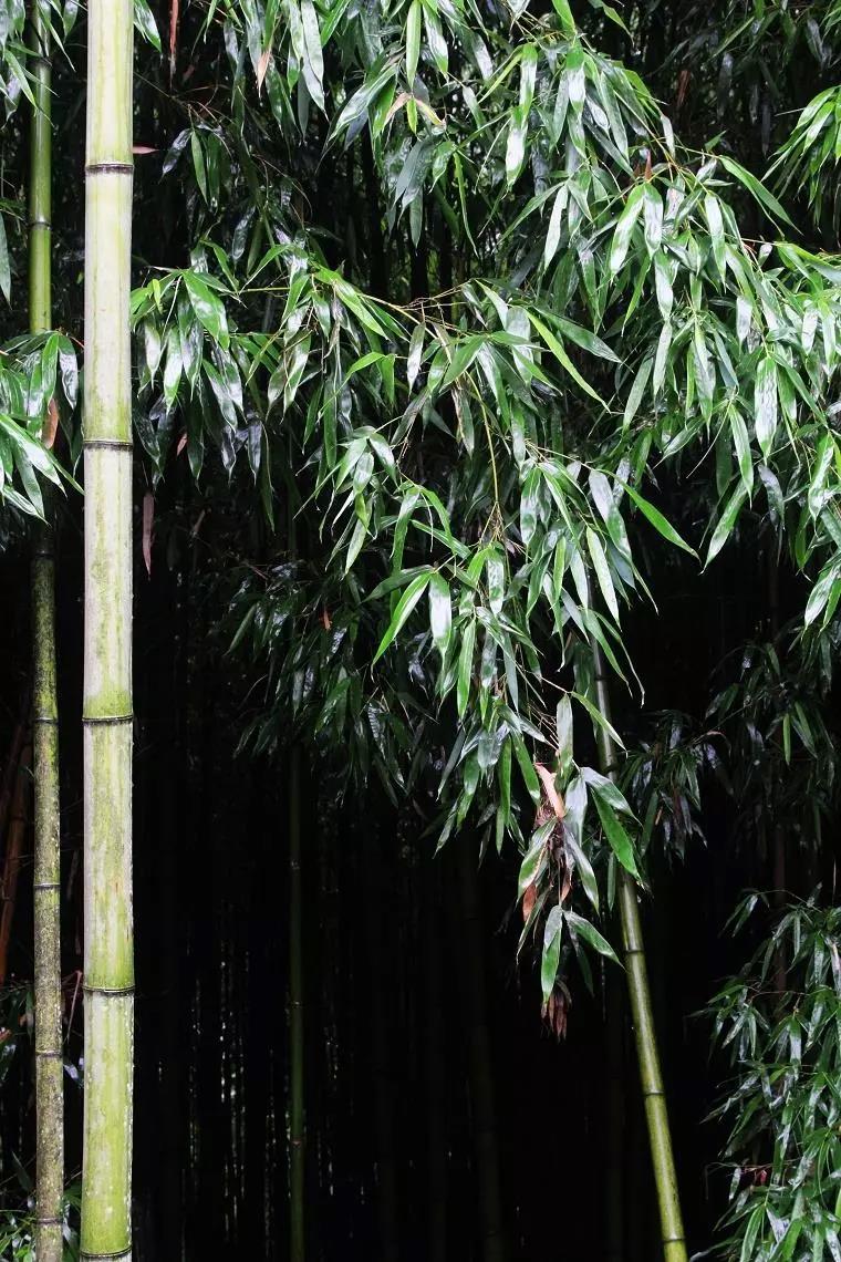 听雨诗词古句大全鉴赏（听雨诗词27首）