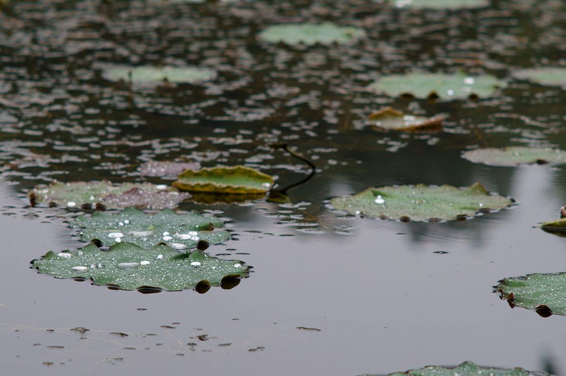 听雨诗词古句大全鉴赏（听雨诗词27首）