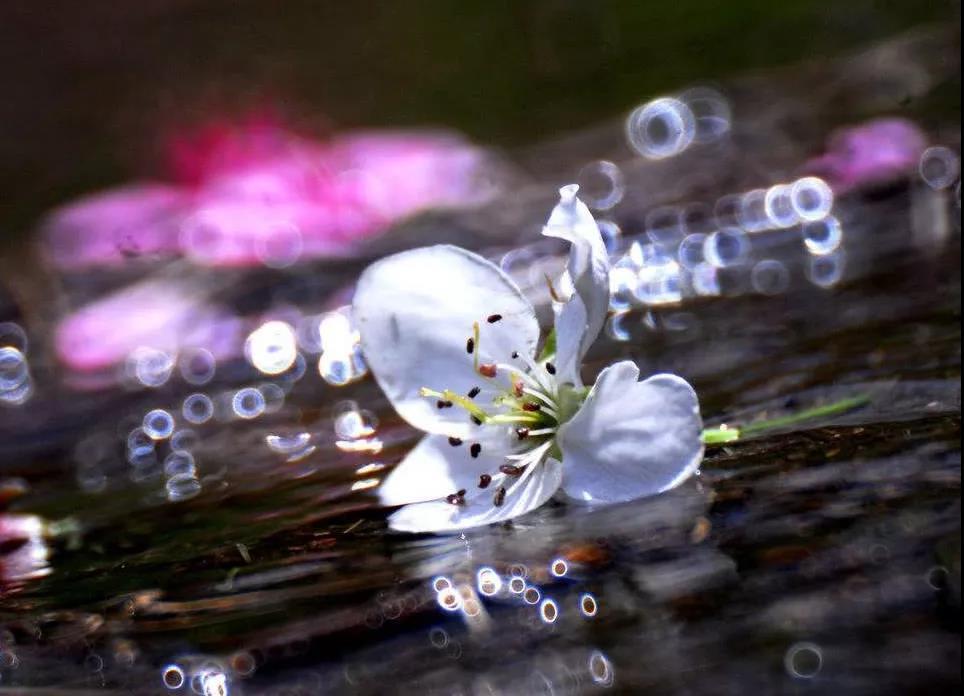 听雨诗词古句大全鉴赏（听雨诗词27首）