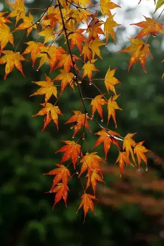 关于听雨的唯美诗词古句（十首听雨诗词）