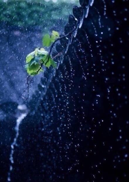 听雨诗词古句摘抄（关于听雨的诗词）