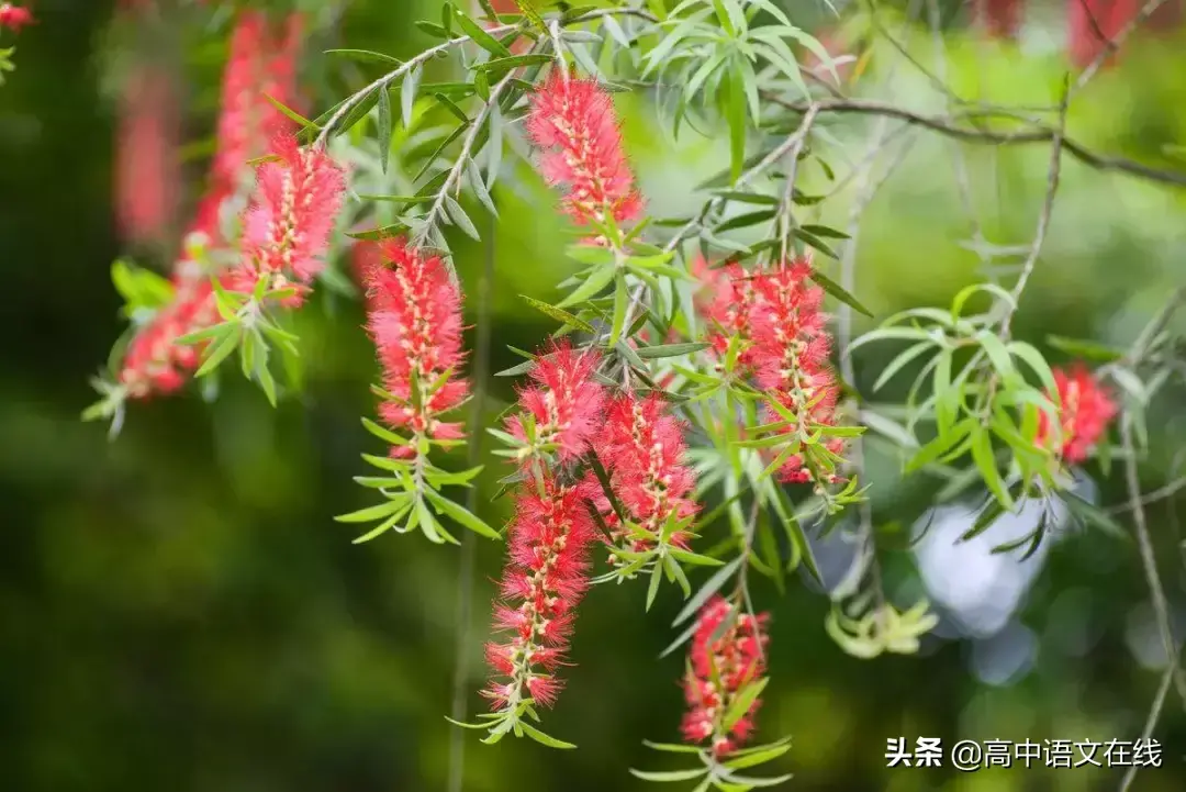 咏柳诗词古句大全赏析（优美咏柳诗词推荐）