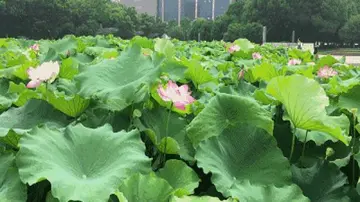 夏天真快乐作文范文（充满活力的夏天）