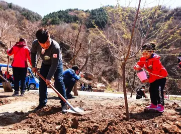 植树的快乐作文范文（植树的意义）