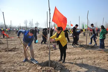 植树的快乐作文范文（细心的照顾）