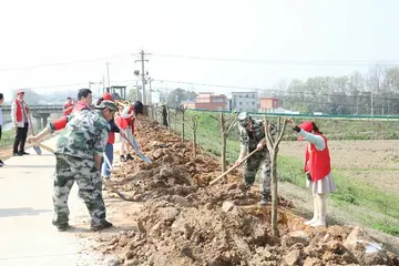 植树的快乐作文范文（落日的余晖）