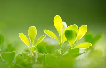 端午节的趣事作文《愉快的端午节》）