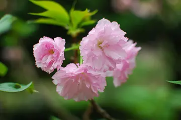 优秀的端午节作文（《端午节的传统》）