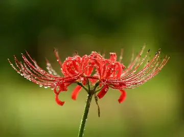 端午节的粽子作文（《端午节的传统》）