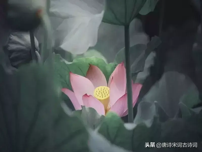 描写人间真情的古诗词赏析（赞美爱情的诗句）