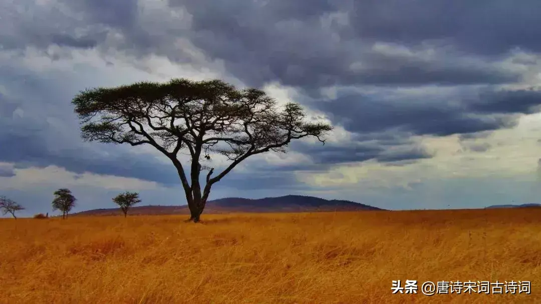 深情的古诗词名句赏析（表达相思之情的诗句）