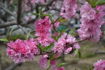 生机勃勃的春天作文（《春天的乐趣》）