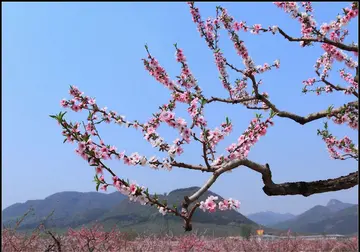 春天的景色优秀作文（《春天的乐趣》）