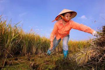 感受劳动的快乐作文范文（节日的盛装）