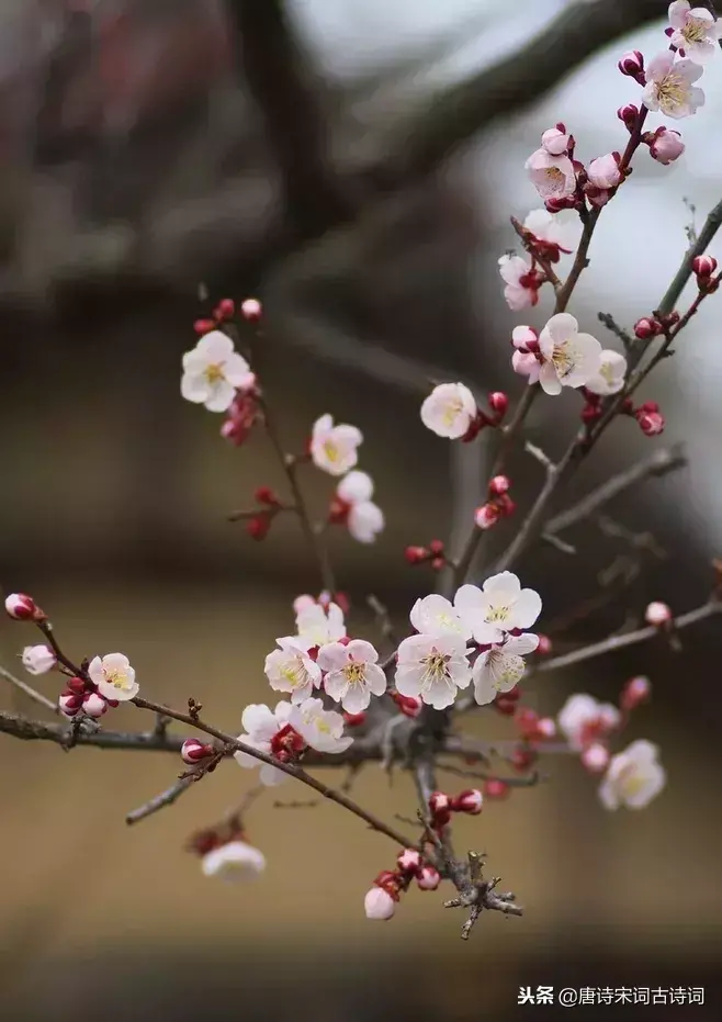 赞美梅花的诗句和品格（精选八首梅花诗词）