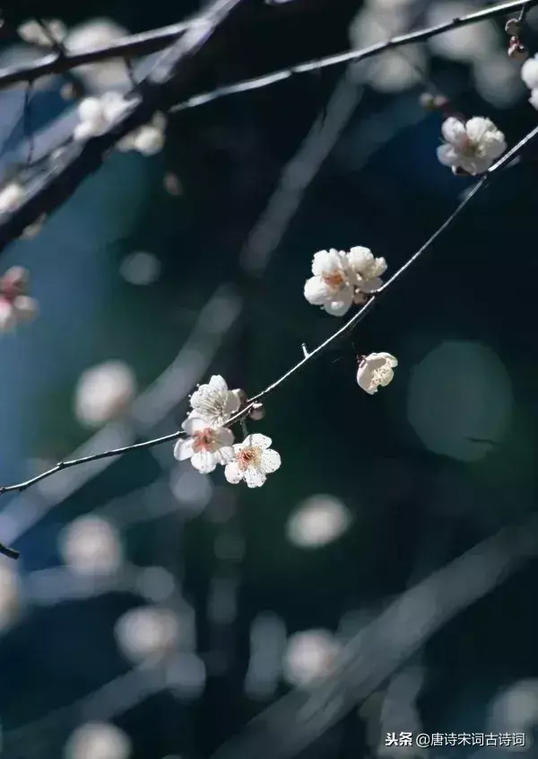 赞美梅花的诗句和品格（精选八首梅花诗词）