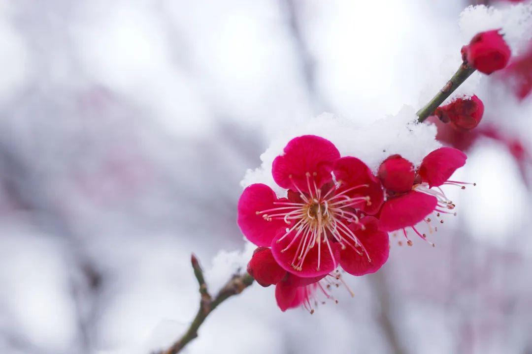 描写梅花坚强不屈品质的诗句（五首古诗词中的梅花）