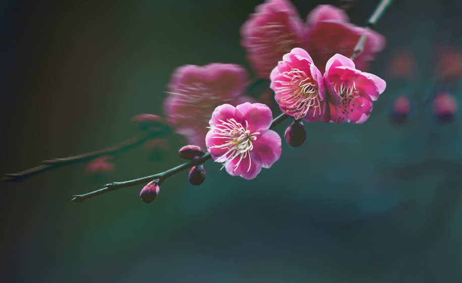 赞美梅花的优美诗句赏析（精选十首梅花诗词）