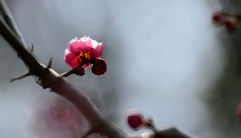 赞美梅花的优美诗句赏析（精选十首梅花诗词）