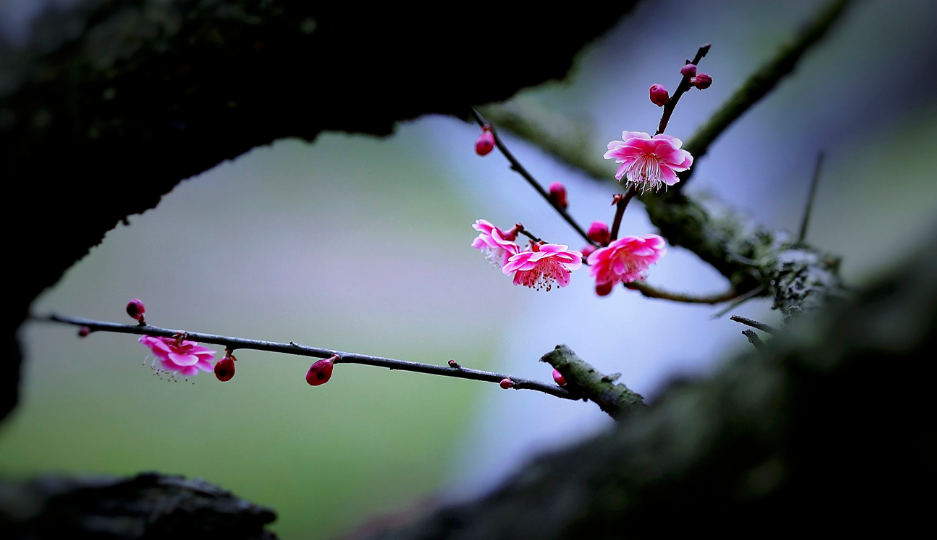 赞美梅花的优美诗句赏析（精选十首梅花诗词）