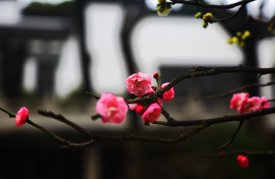 赞美梅花的优美诗句赏析（精选十首梅花诗词）