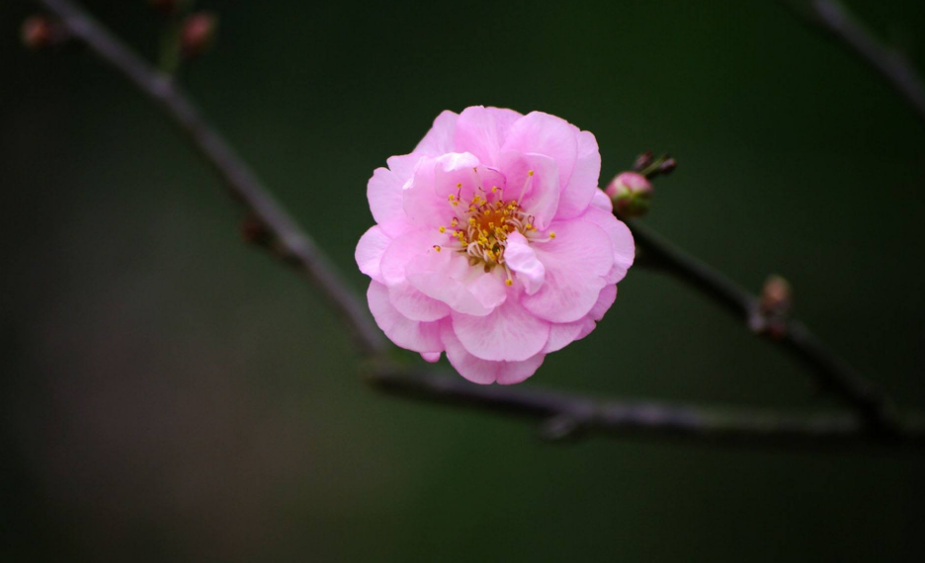 赞美梅花坚强不屈品质的诗句（十二首赏梅的诗词）