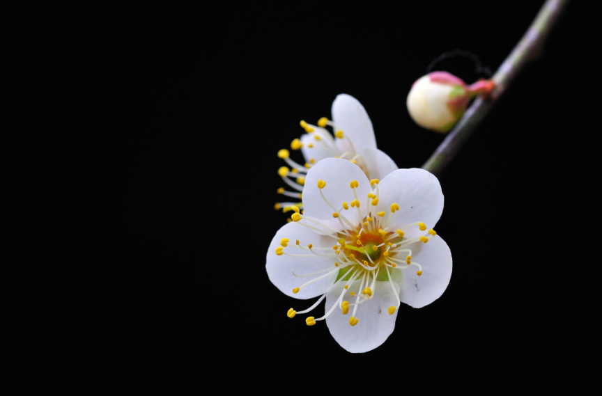 赞美梅花坚强不屈品质的诗句（十二首赏梅的诗词）