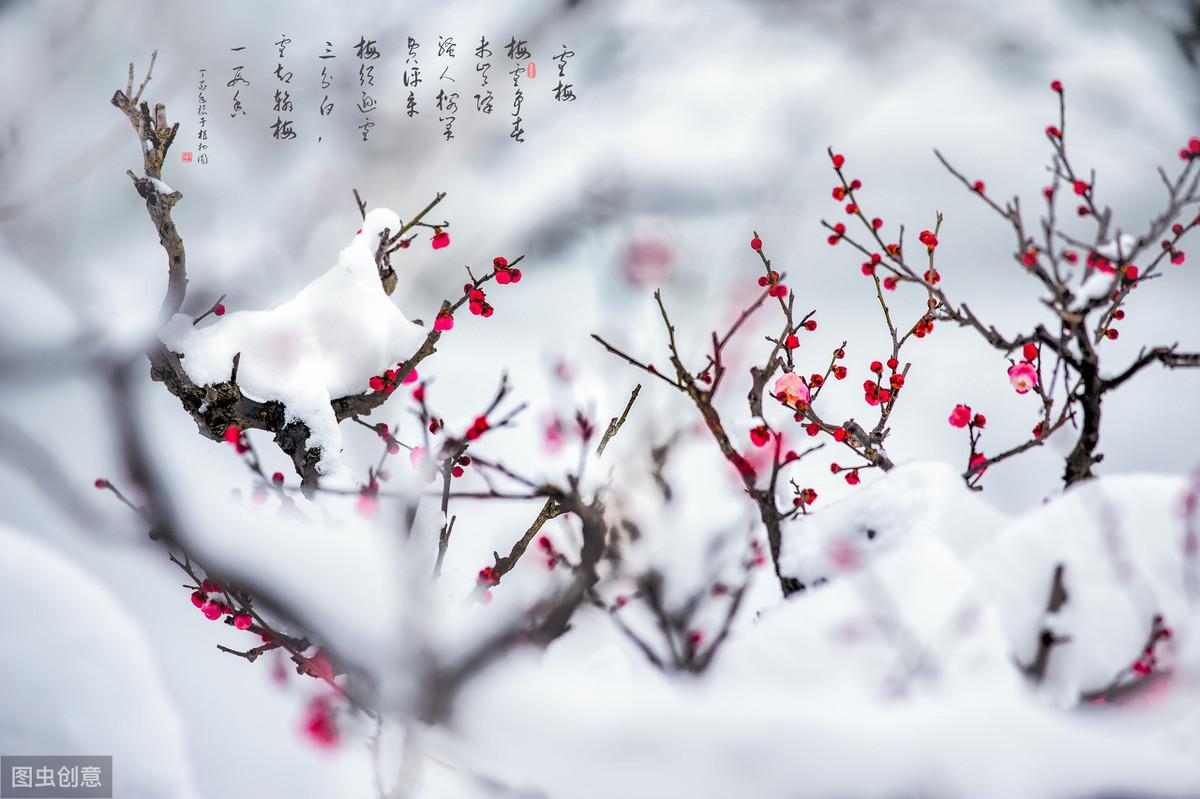 赞美梅花的诗句赏析（九首绝美梅花诗词）