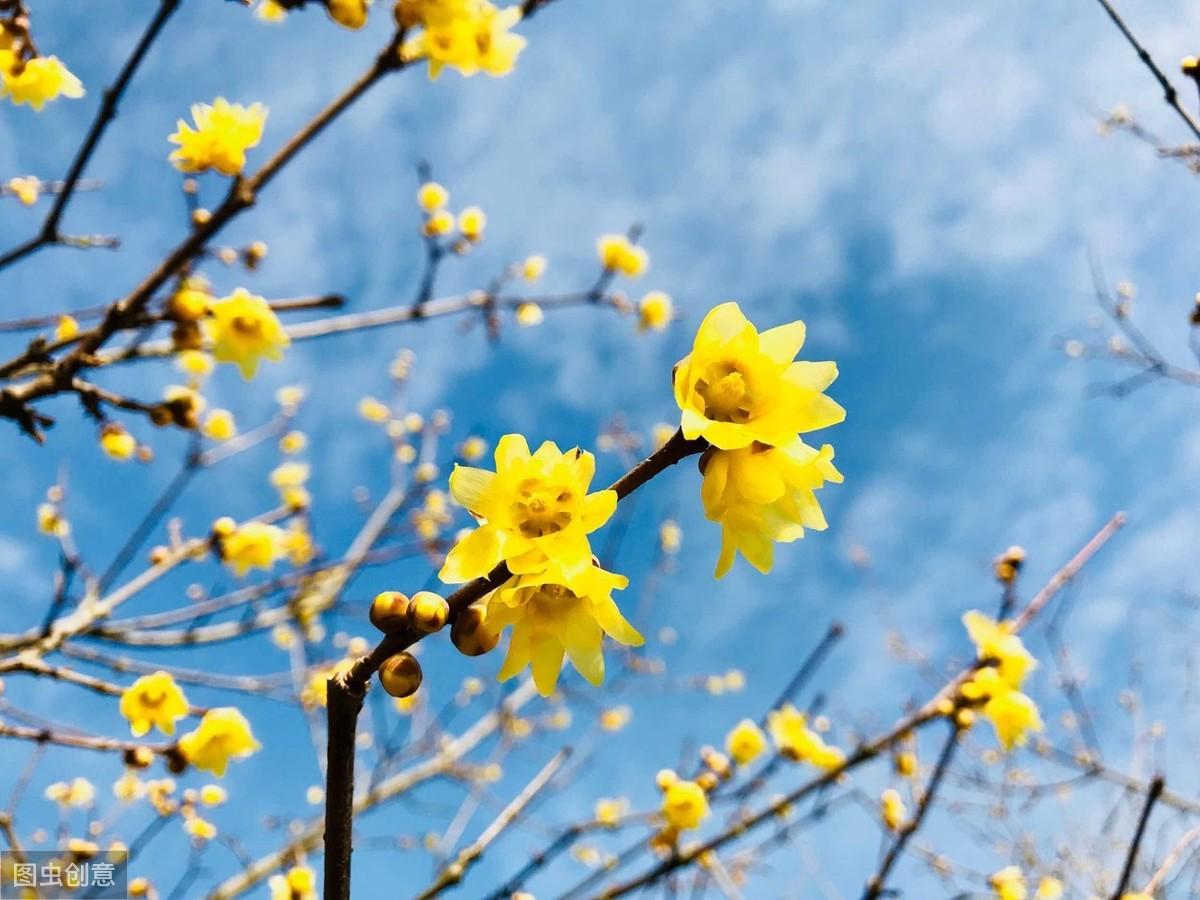 赞美梅花的诗句赏析（九首绝美梅花诗词）