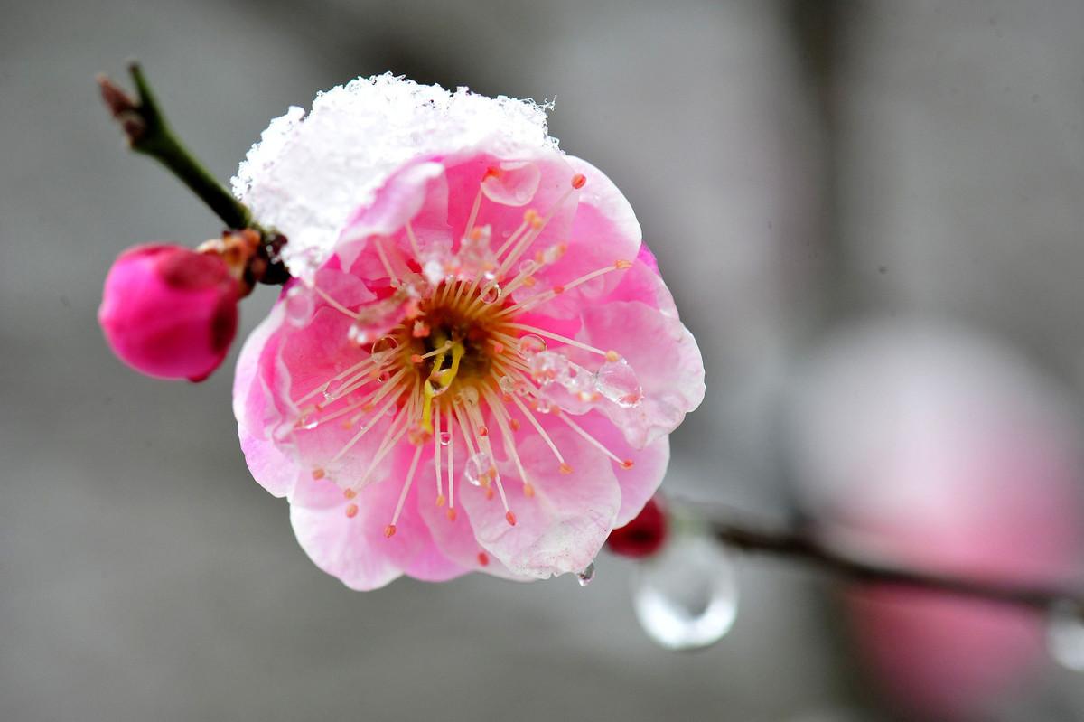 赞美梅花的诗句赏析（九首绝美梅花诗词）