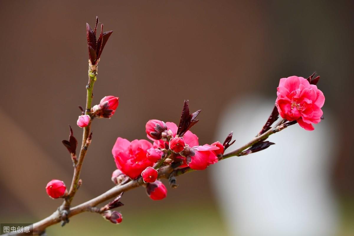 赞美梅花的诗句赏析（九首绝美梅花诗词）