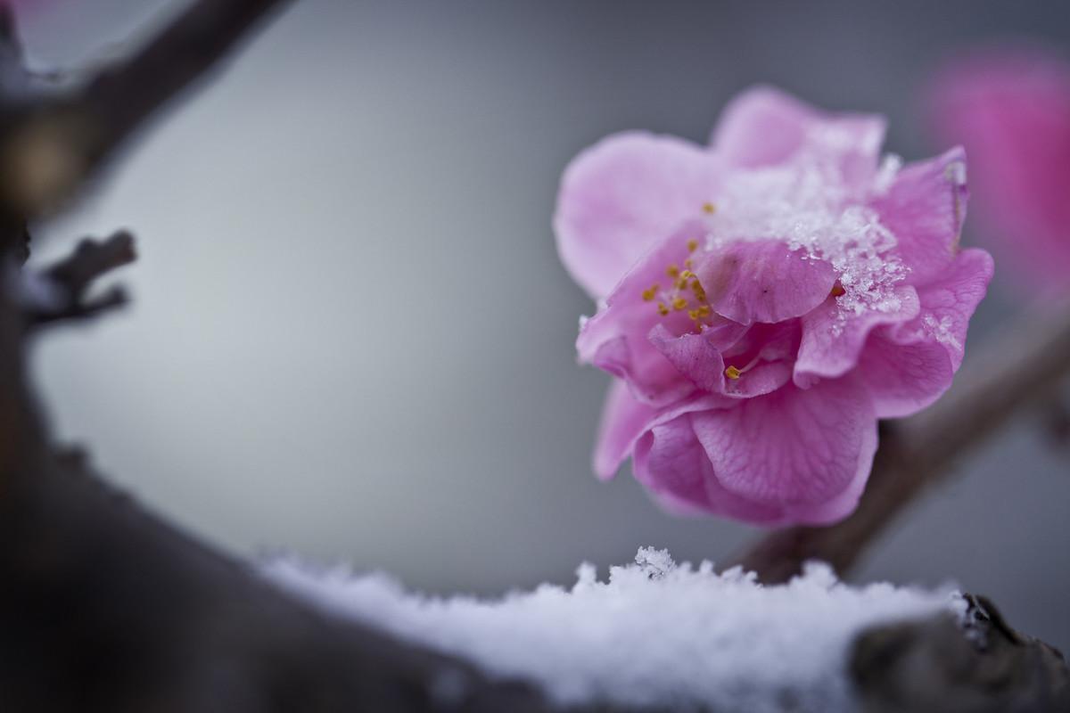 赞美梅花的诗句赏析（九首绝美梅花诗词）