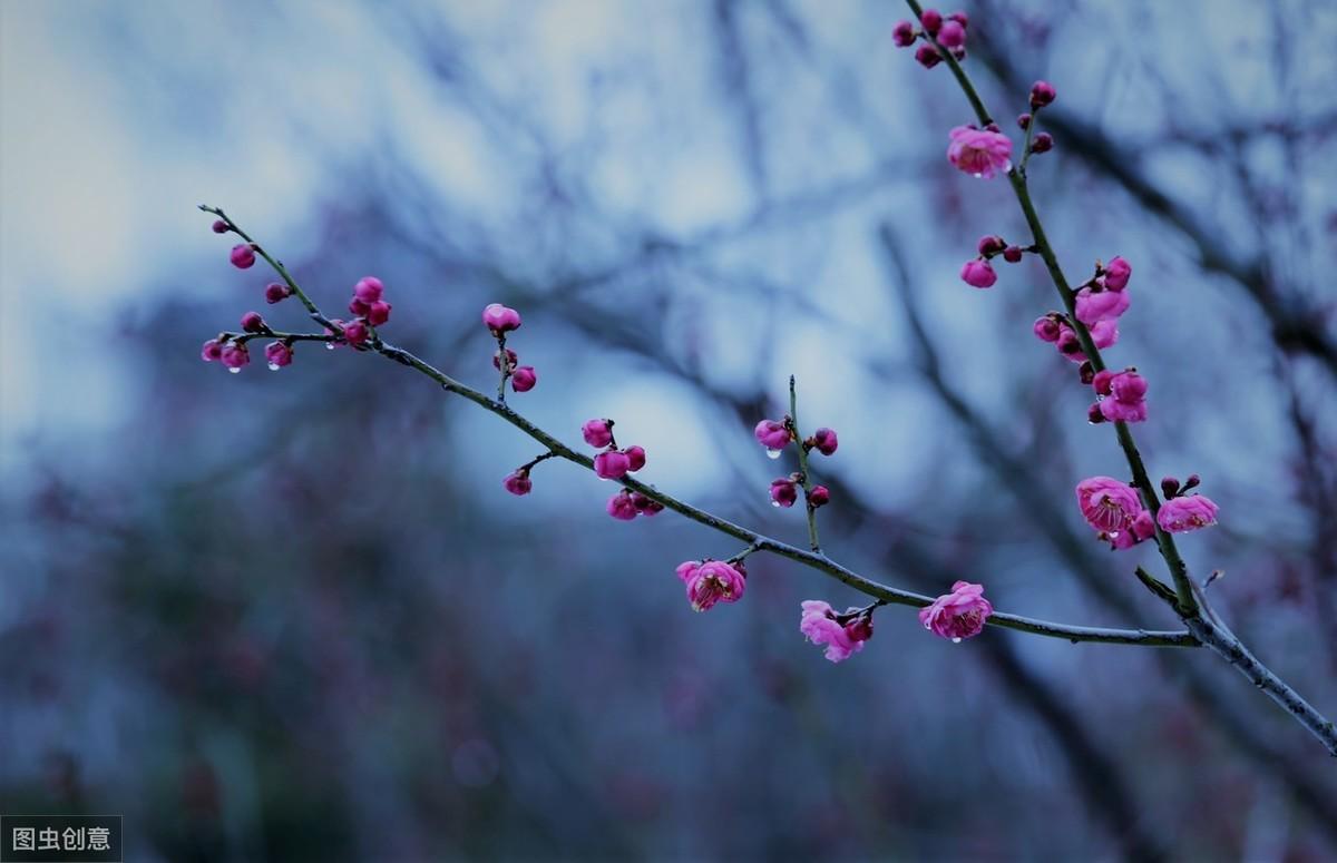 赞美梅花的诗句赏析（九首绝美梅花诗词）