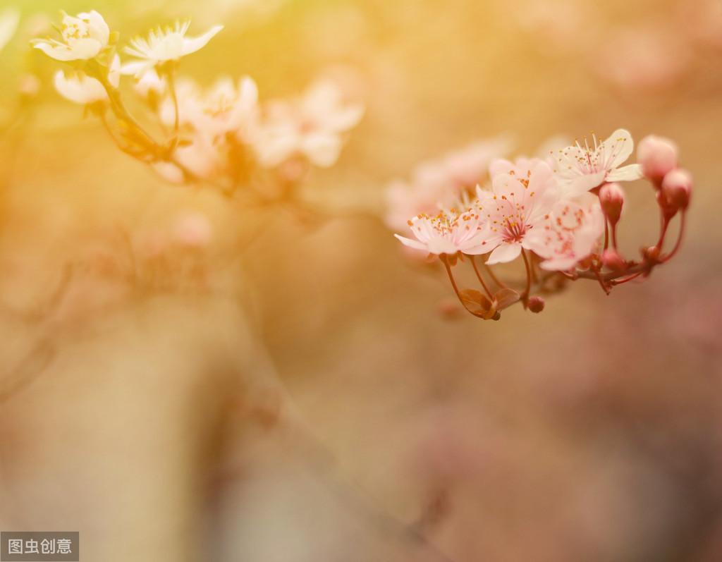 赞美梅花的诗句赏析（九首绝美梅花诗词）