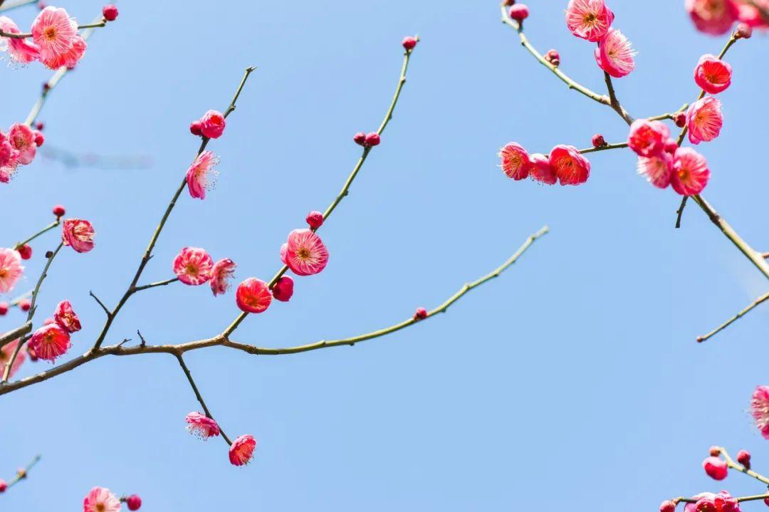 赞美梅花的唯美诗句鉴赏（推荐10首冬梅诗词）