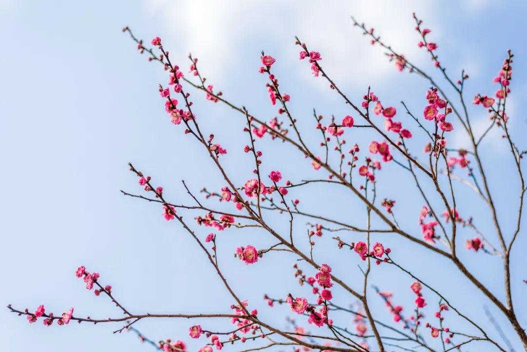 赞美梅花的唯美诗句鉴赏（推荐10首冬梅诗词）