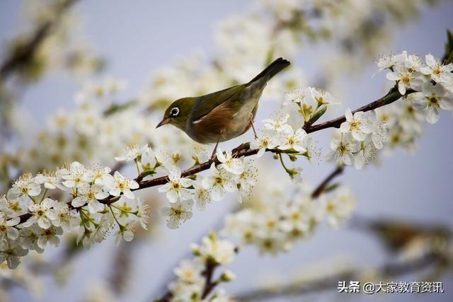 赞颂四月唯美的诗句（四月唯美清丽的诗词）