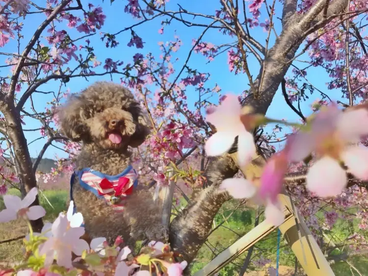 春节快乐时光作文范文（让人流连忘返）