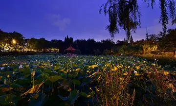 宁静的夜晚作文（《城市的夜晚》）