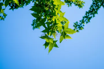 夏天的烦恼作文（《夏天的风景》）