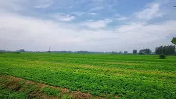 夏天的风景作文（《迷人的夏天》）