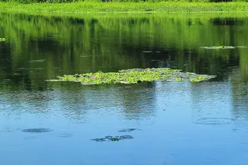 难忘的夏天优秀作文（《夏天的风景》）